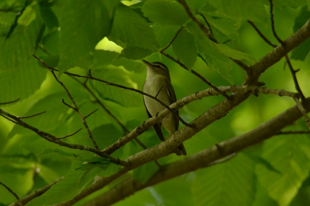 Red-eyed Vireo - ML155141041