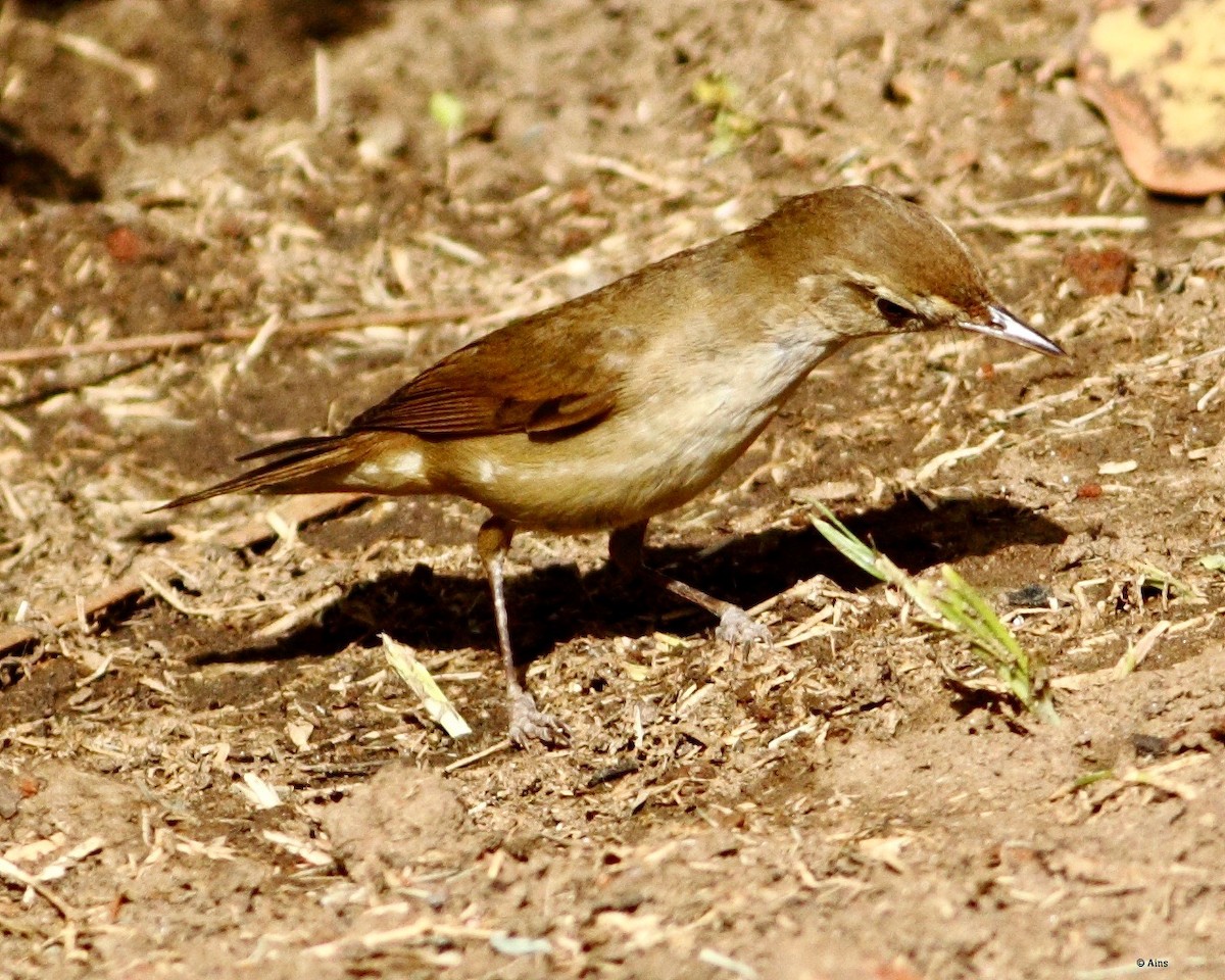 Blyth's Reed Warbler - ML155141591