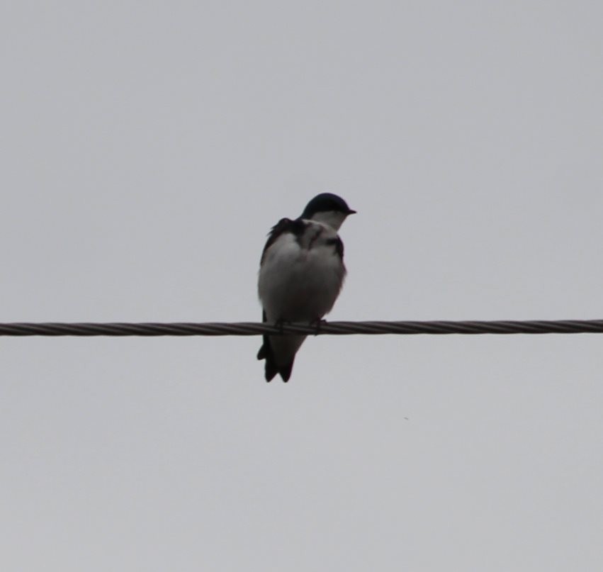 Bank Swallow - ML155144371