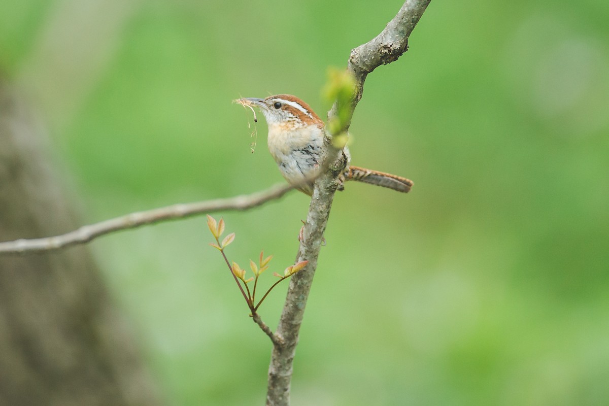 Carolina Wren - ML155144481