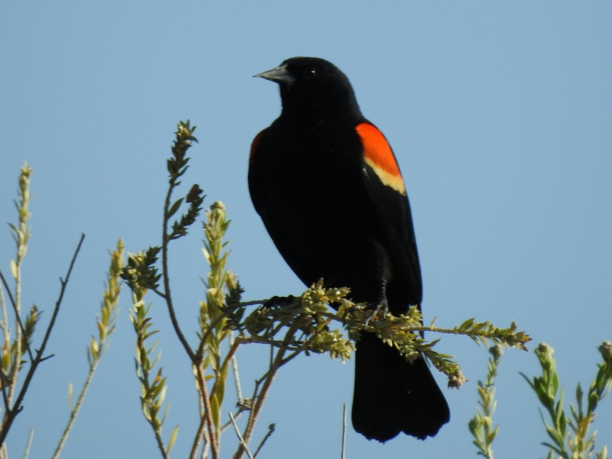 Red-winged Blackbird - ML155145721