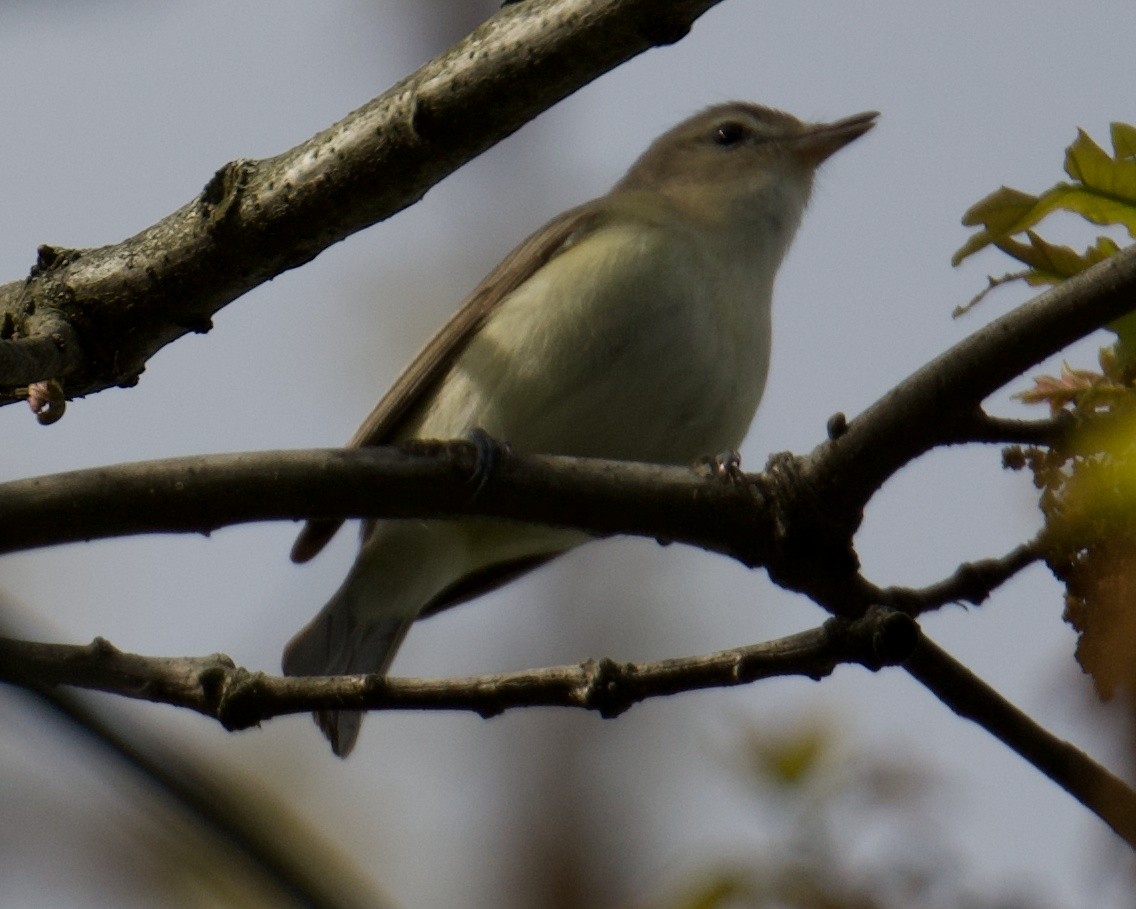 Warbling Vireo - ML155146111