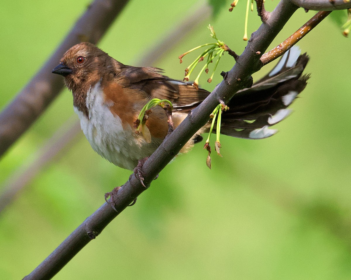 Eastern Towhee - ML155146201