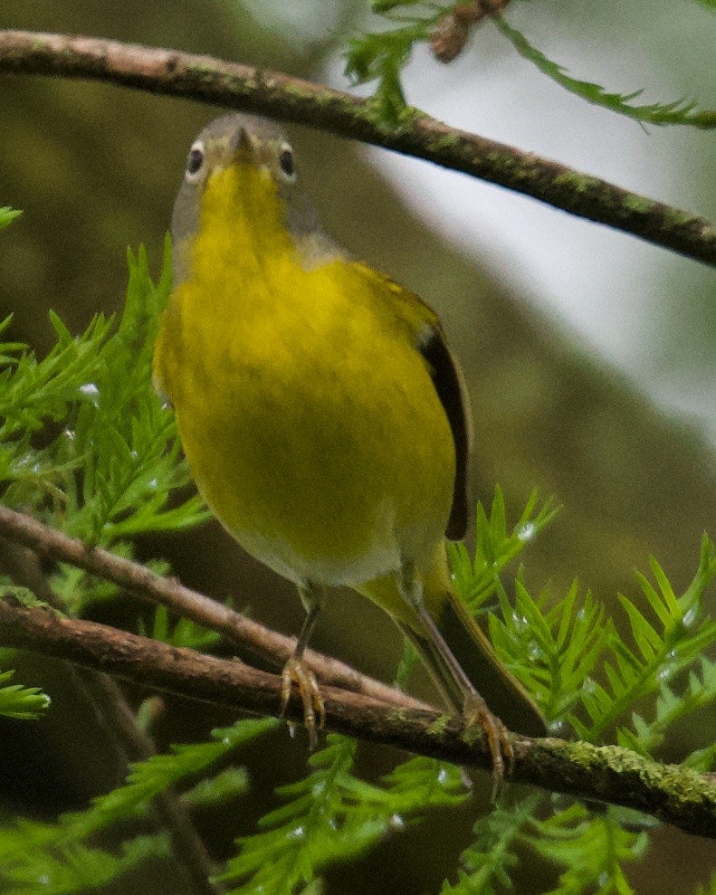 Nashville Warbler - ML155146291