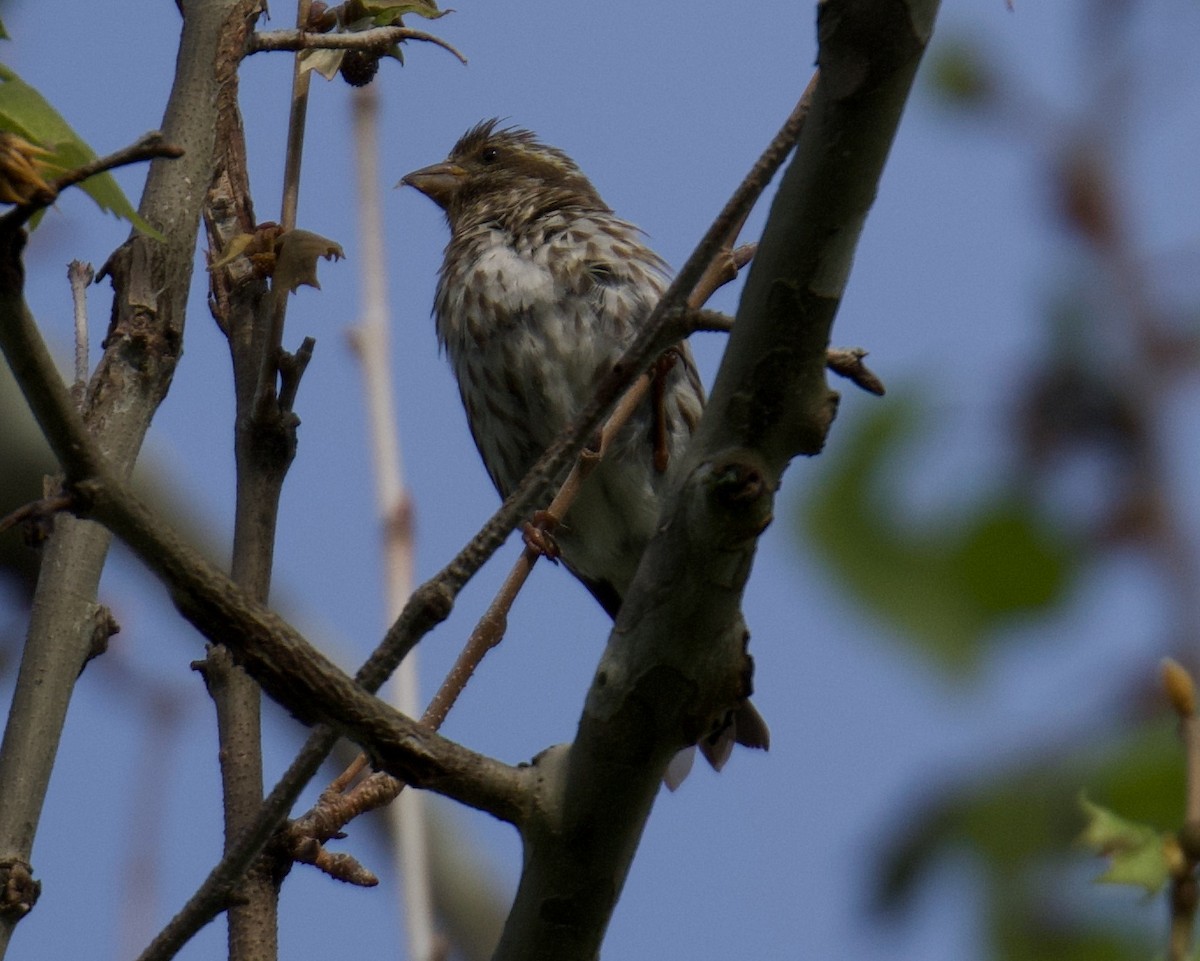 Rose-breasted Grosbeak - ML155146401