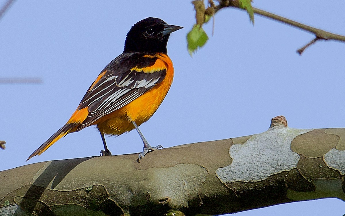 Baltimore Oriole - Kevin Wilson