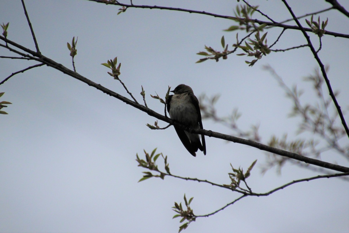 Northern Rough-winged Swallow - ML155146831