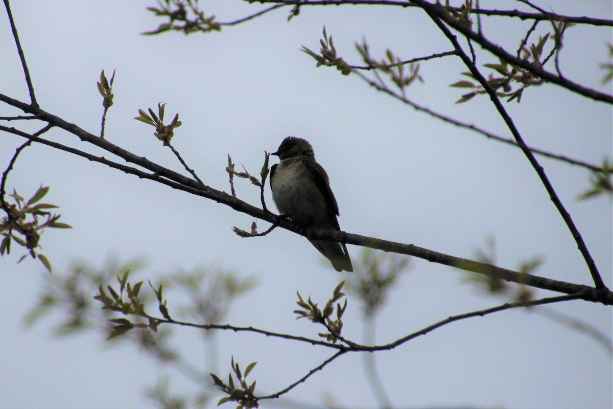 Northern Rough-winged Swallow - ML155147181