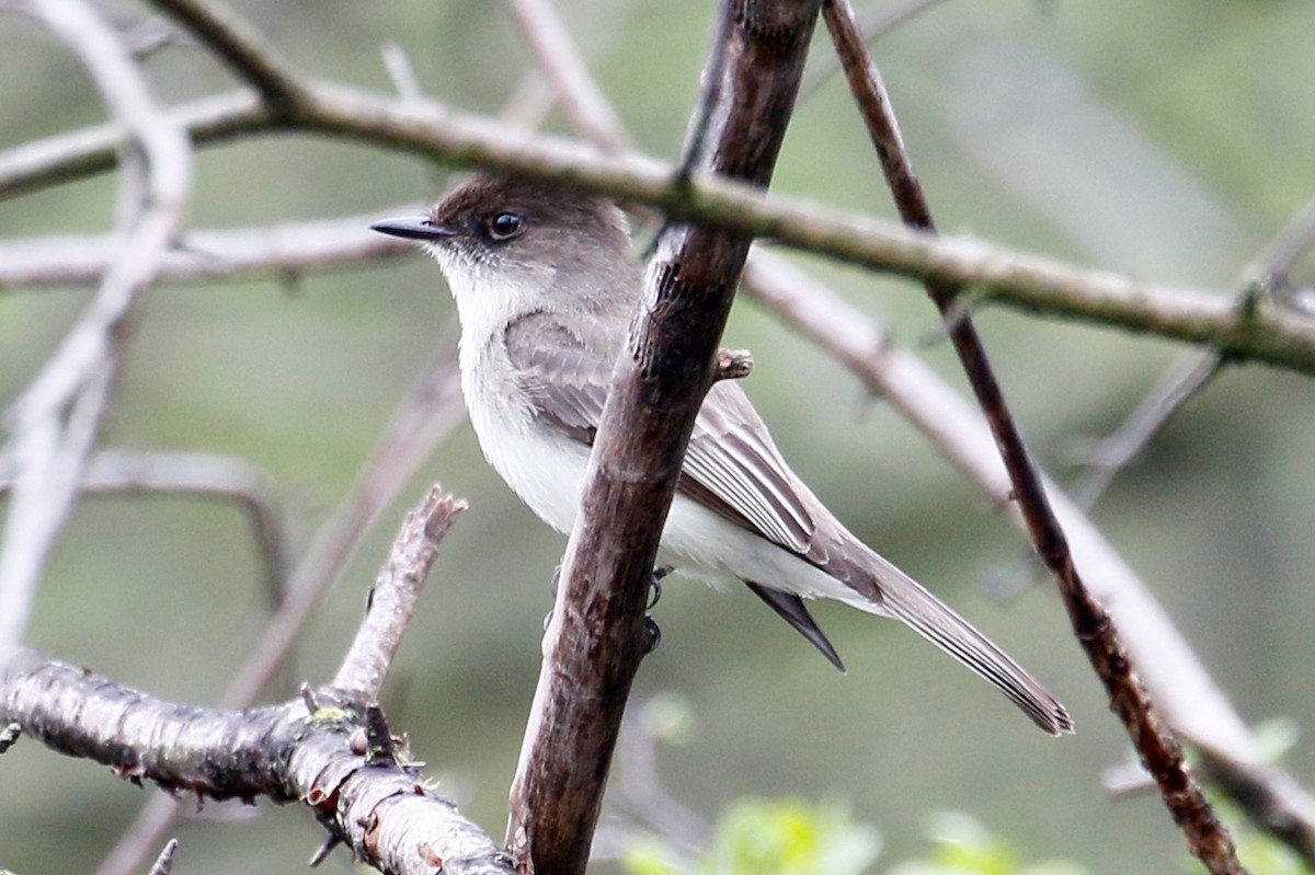 Eastern Phoebe - ML155147601