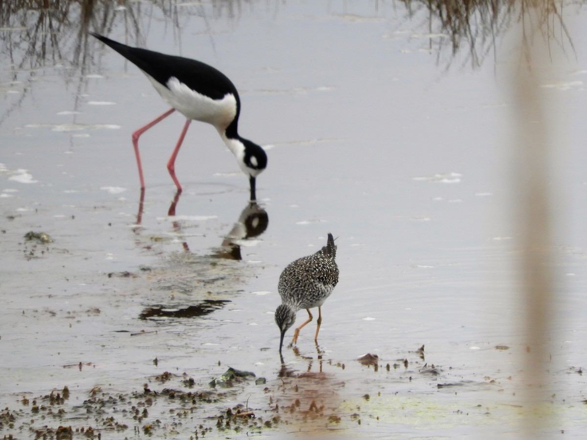 Black-necked Stilt - ML155148031