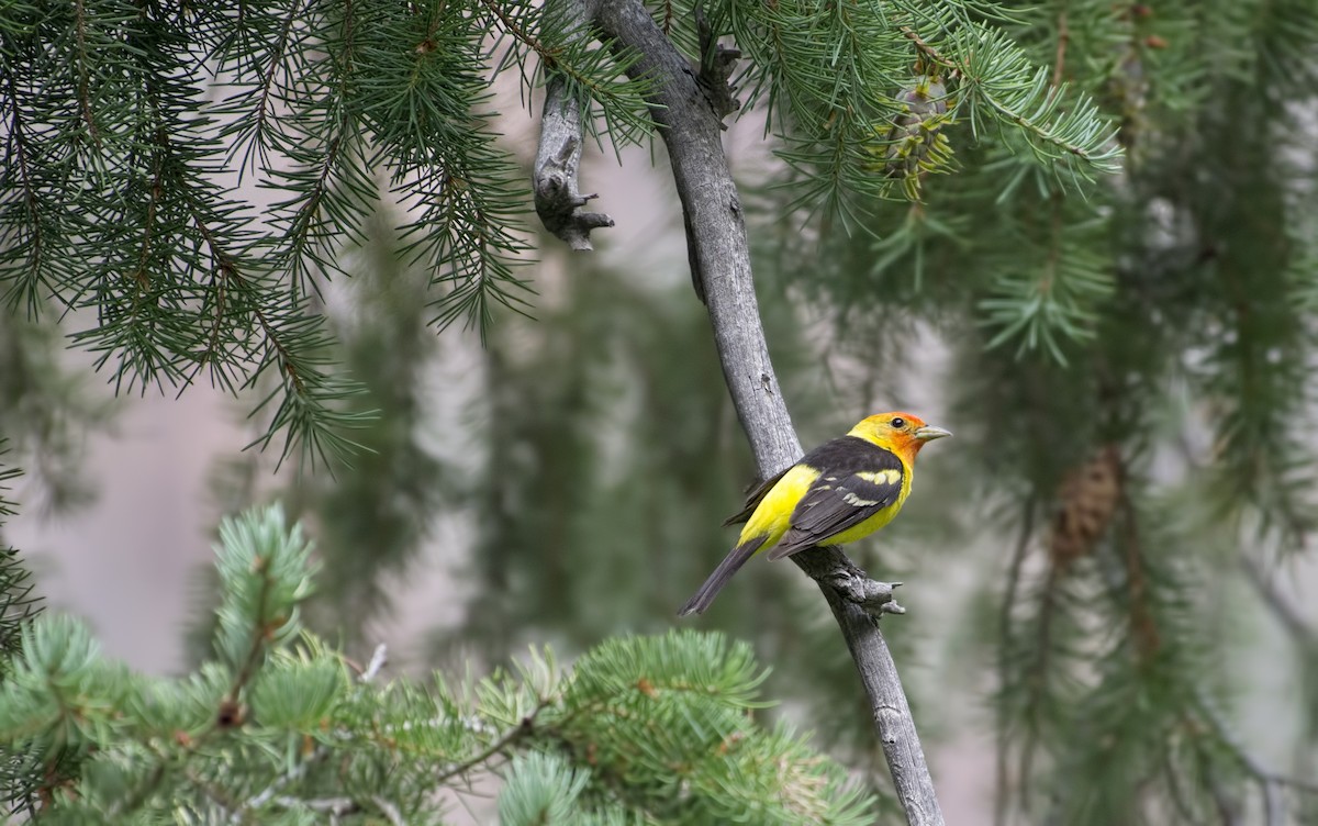 Western Tanager - ML155148571