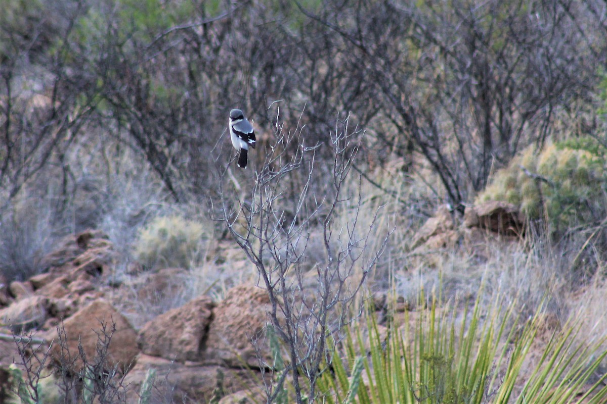 Loggerhead Shrike - ML155148601