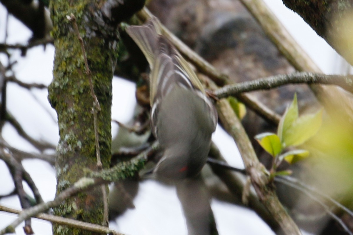 Ruby-crowned Kinglet - Jeffrey Boland