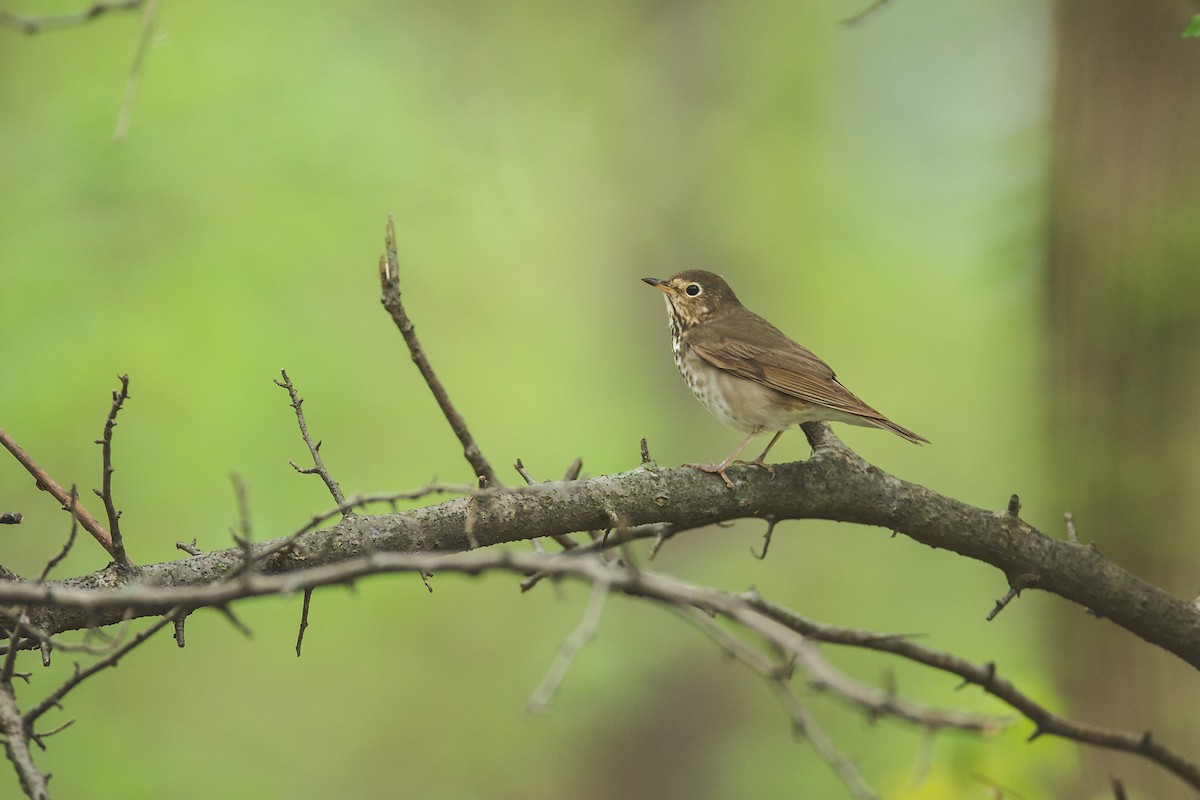 Swainson's Thrush - ML155148871