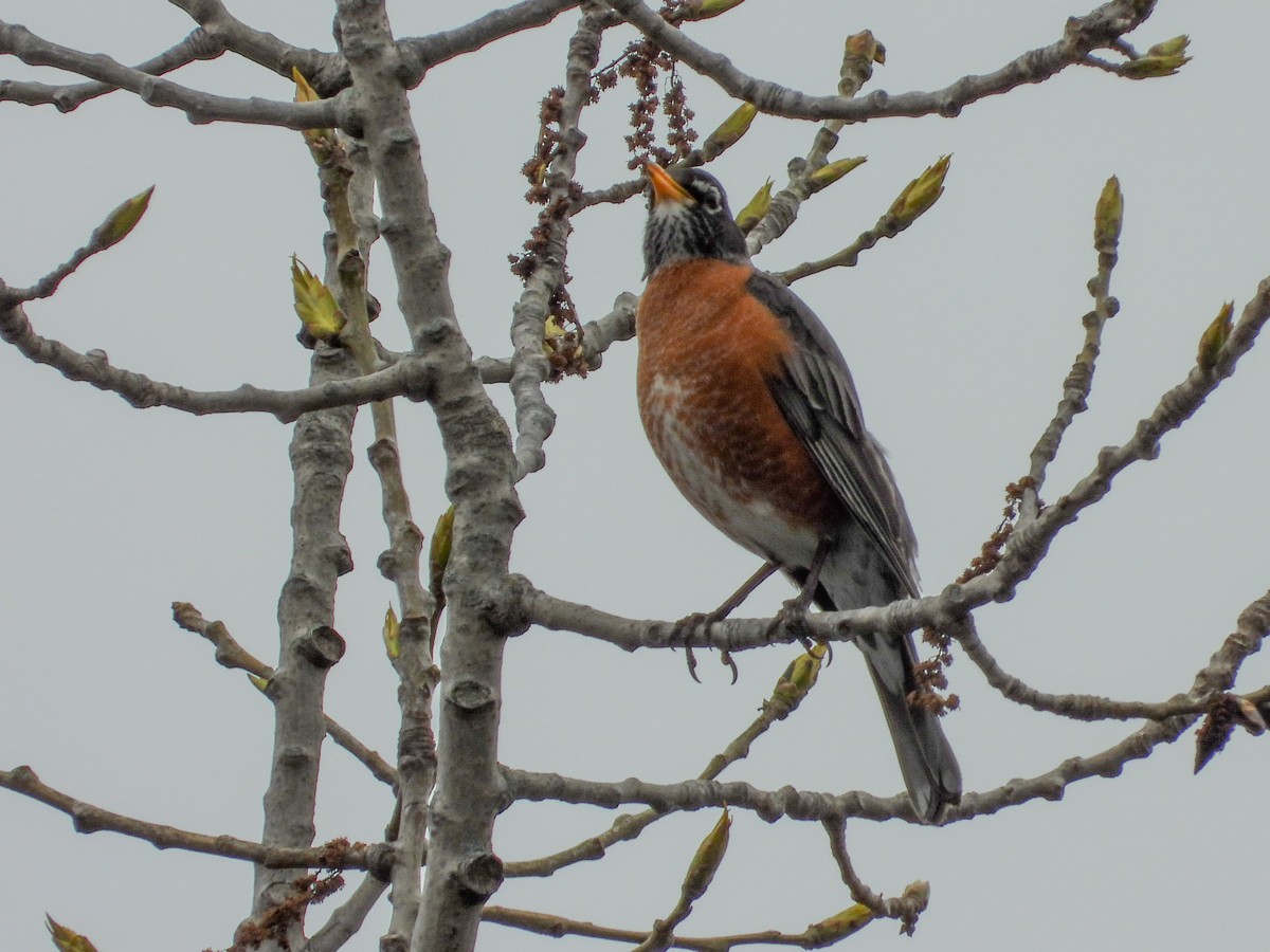 American Robin - ML155149631