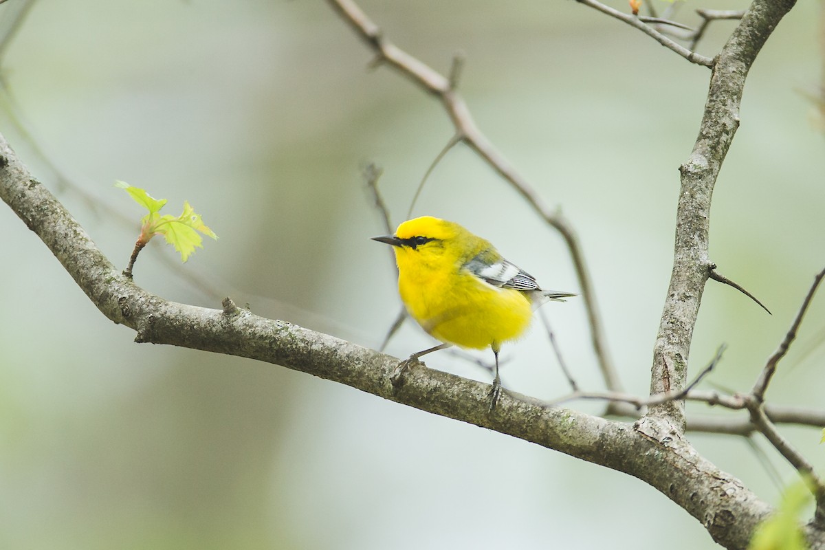 Blue-winged Warbler - ML155149741