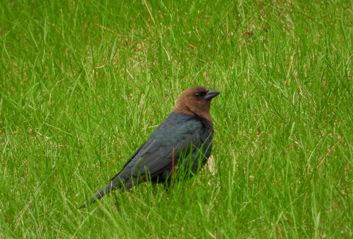 Brown-headed Cowbird - ML155149801