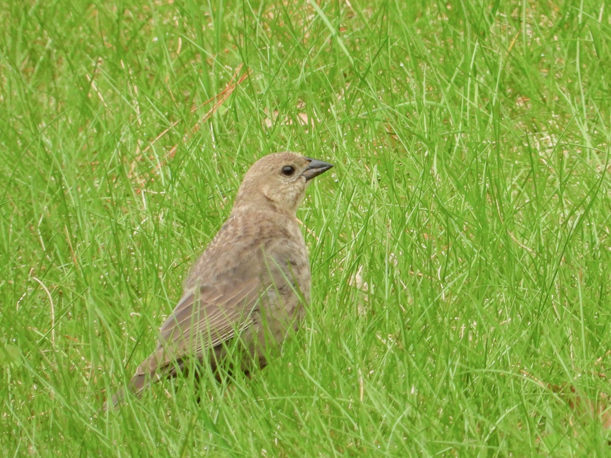 Brown-headed Cowbird - ML155149811