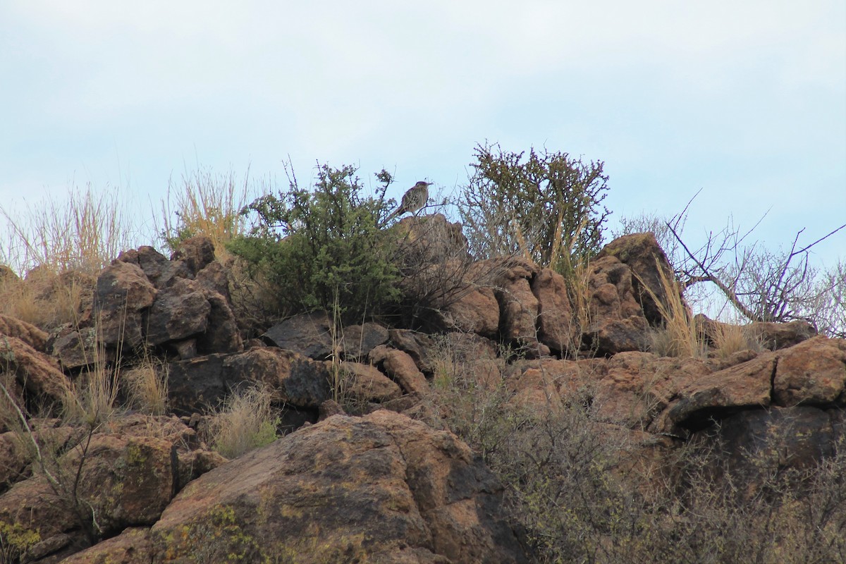 Greater Roadrunner - ML155150641