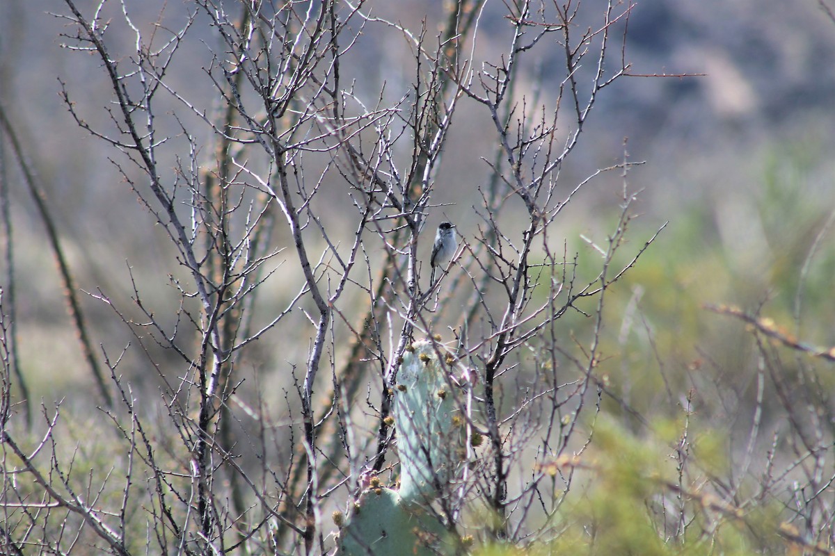 Black-tailed Gnatcatcher - ML155150931