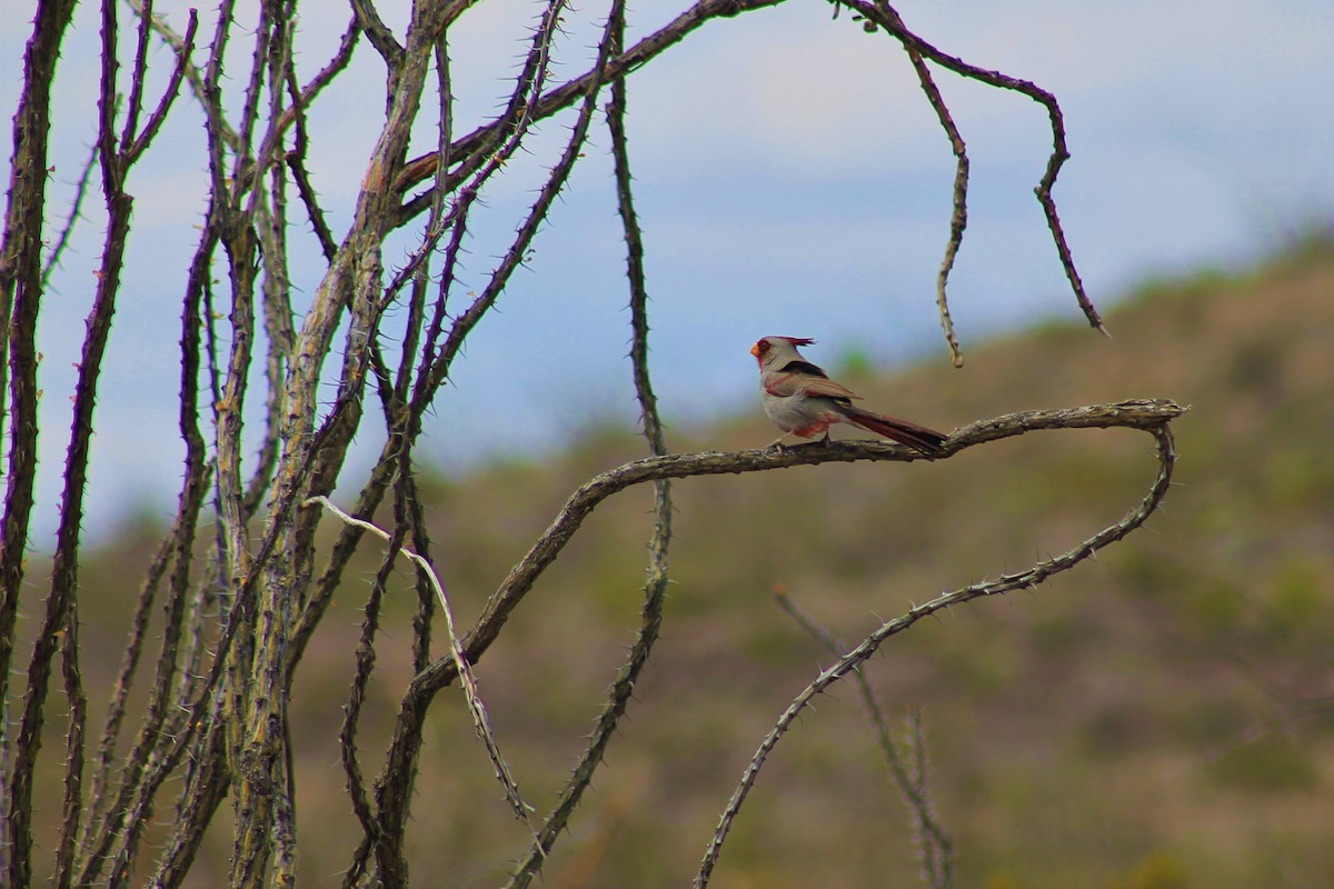 Pyrrhuloxia - ML155151051