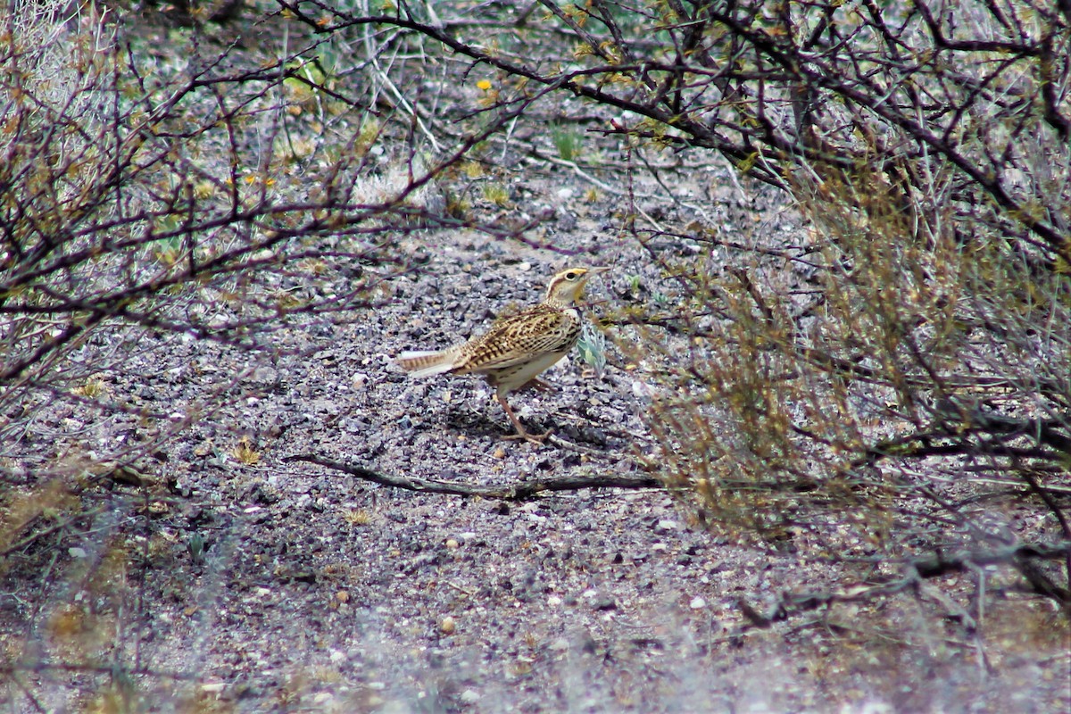 Chihuahuan Meadowlark - ML155151161