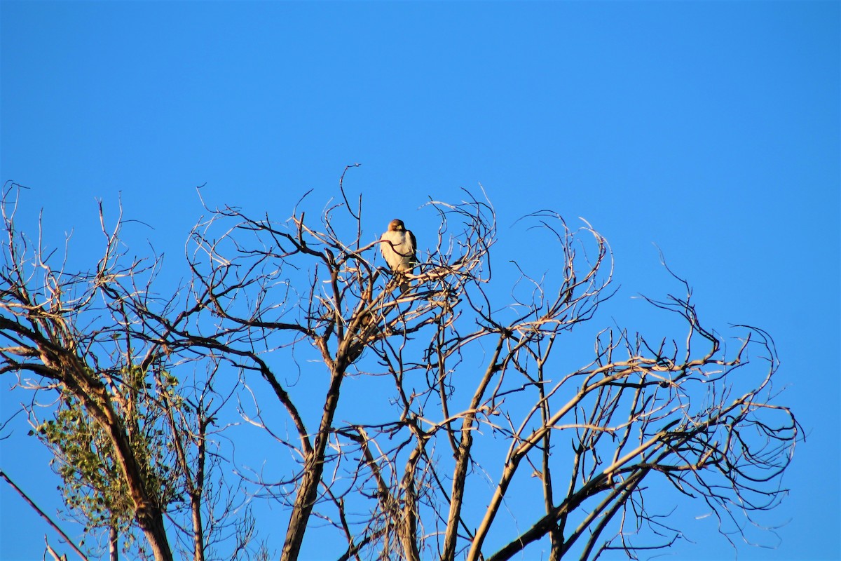 Red-tailed Hawk - ML155151351