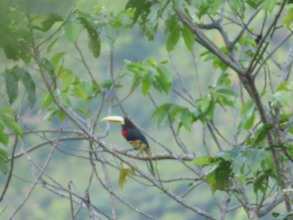 Ivory-billed Aracari - ML155151491