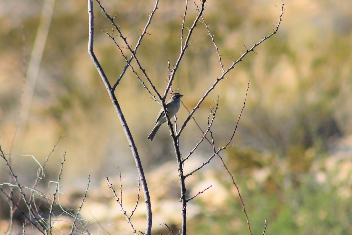 Chipping Sparrow - ML155151661