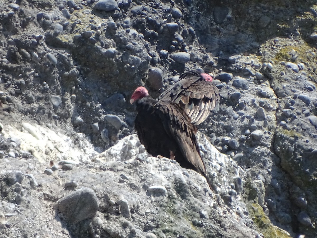 Turkey Vulture - ML155151951