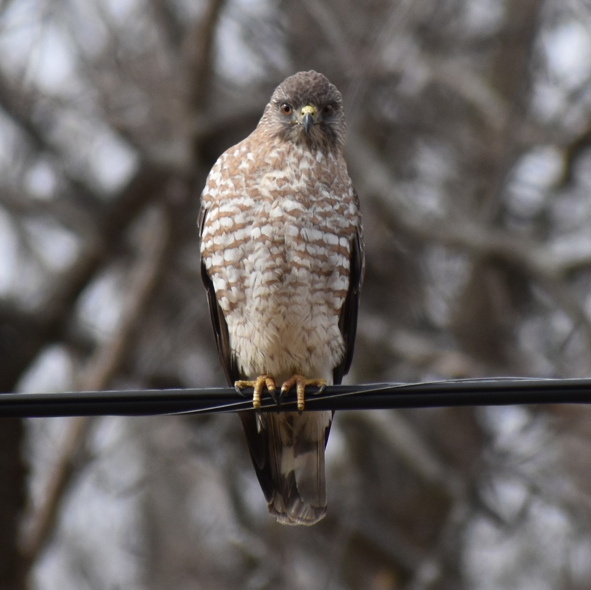 Broad-winged Hawk (Northern) - Angela Neilson