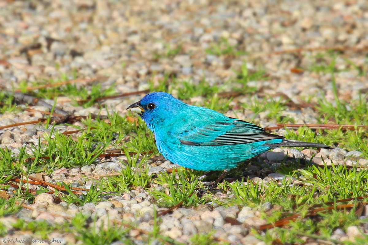 Indigo Bunting - ML155154861