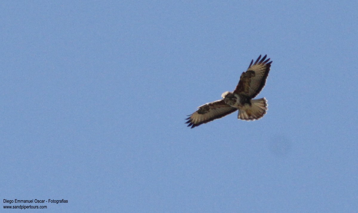 Common Buzzard - Diego Oscar / Sandpiper Birding & Tours