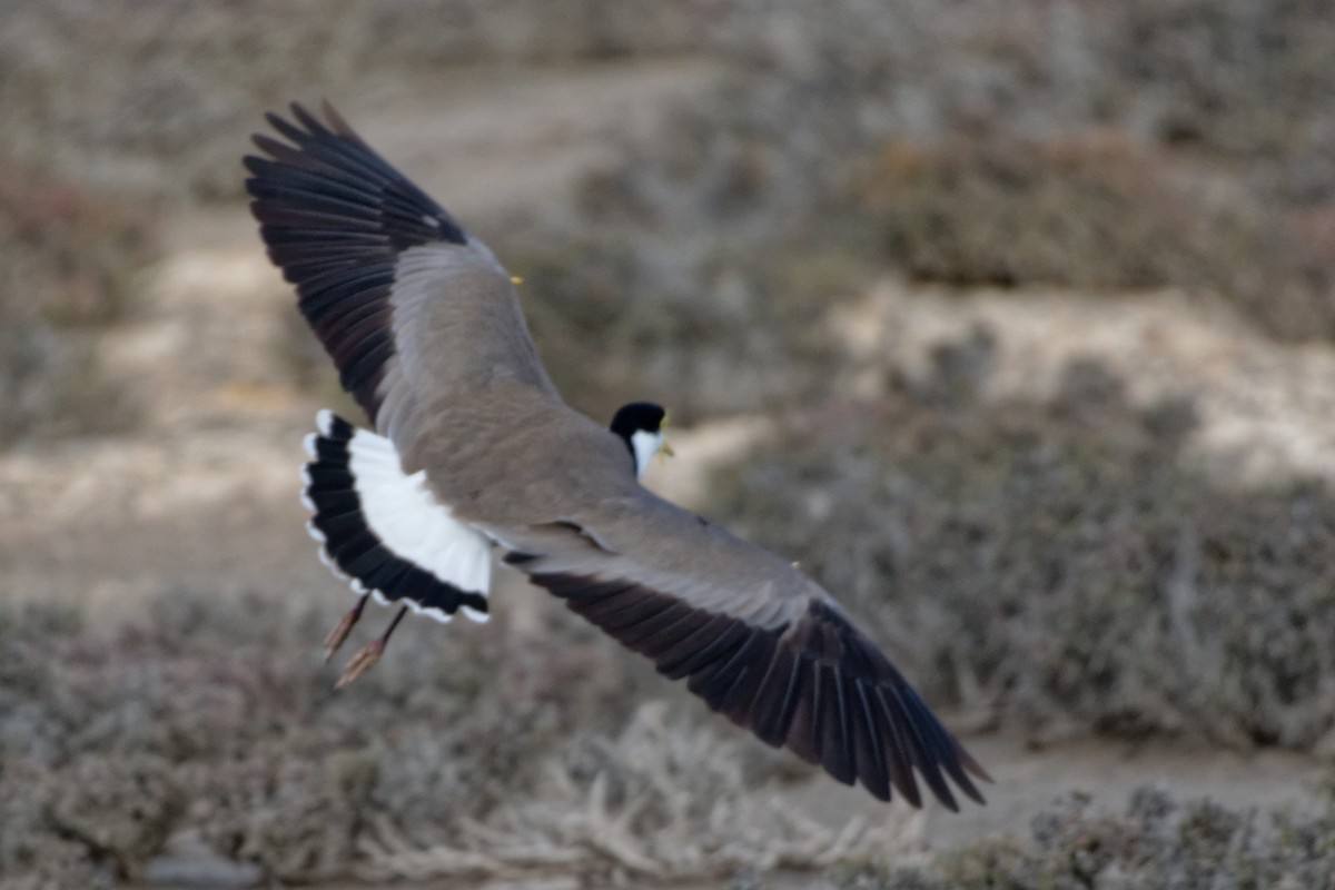 Masked Lapwing - ML155155311