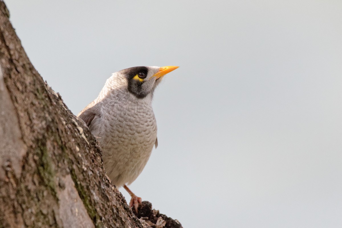 Noisy Miner - Anonymous