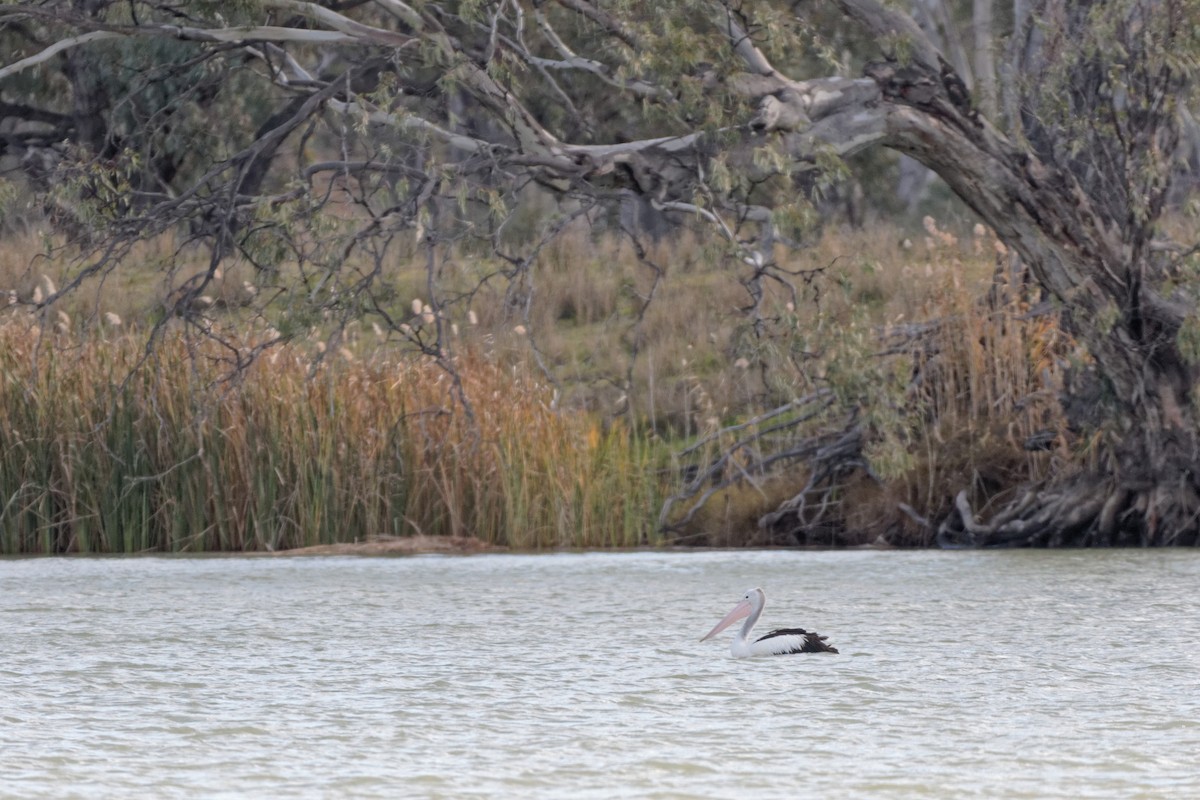 pelikán australský - ML155155741