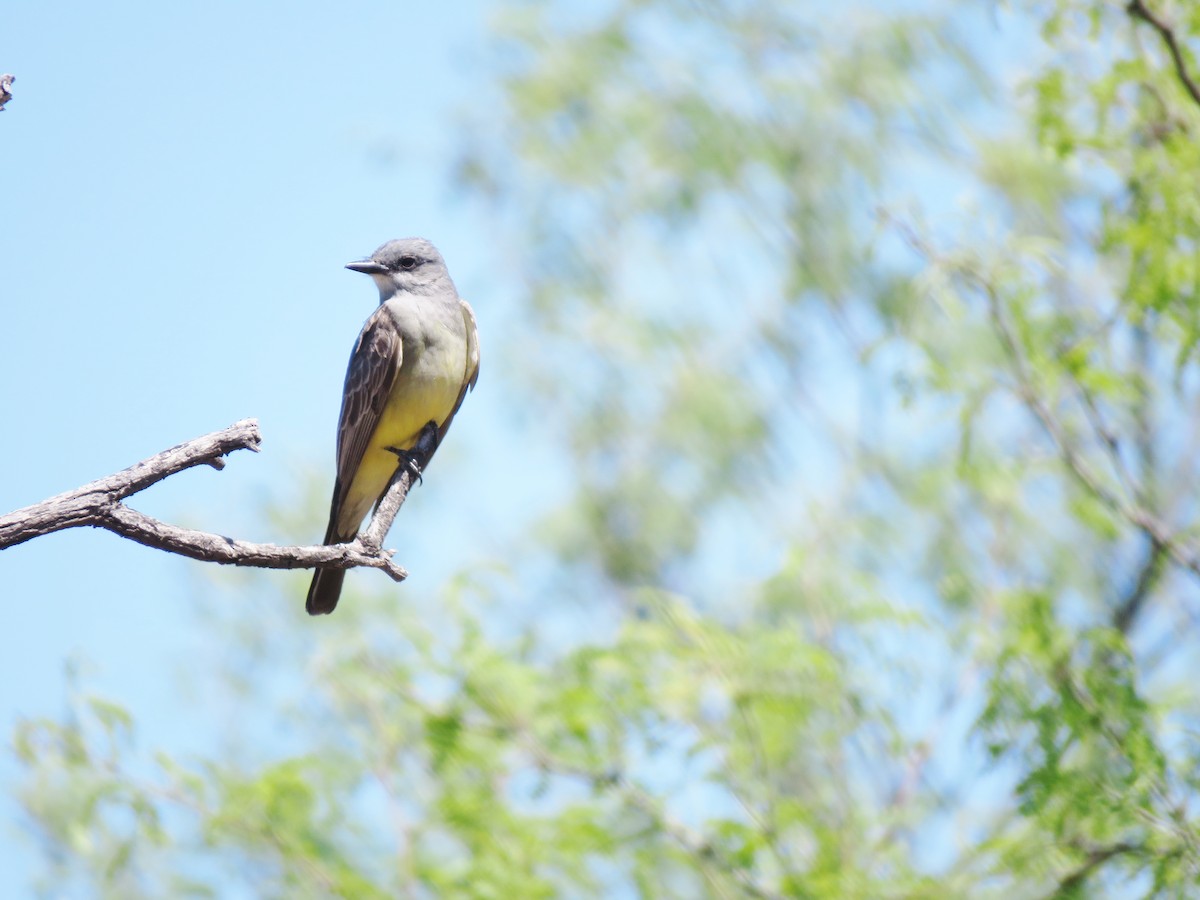 Western Kingbird - ML155155831