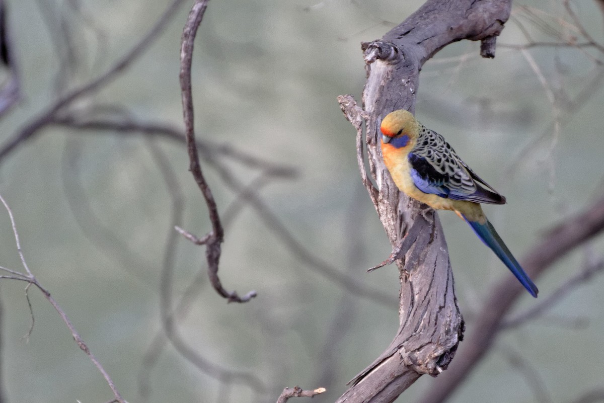 Crimson Rosella - ML155156401