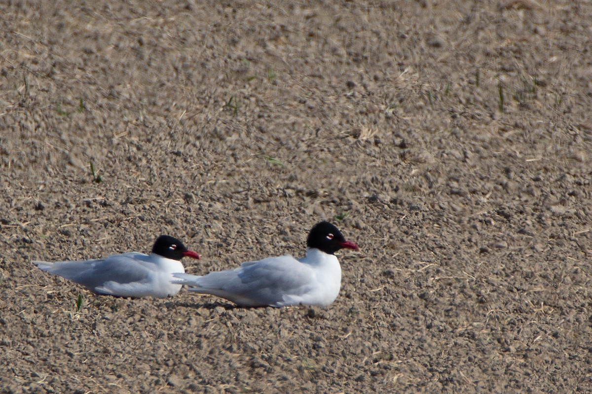 Gaviota Cabecinegra - ML155156611