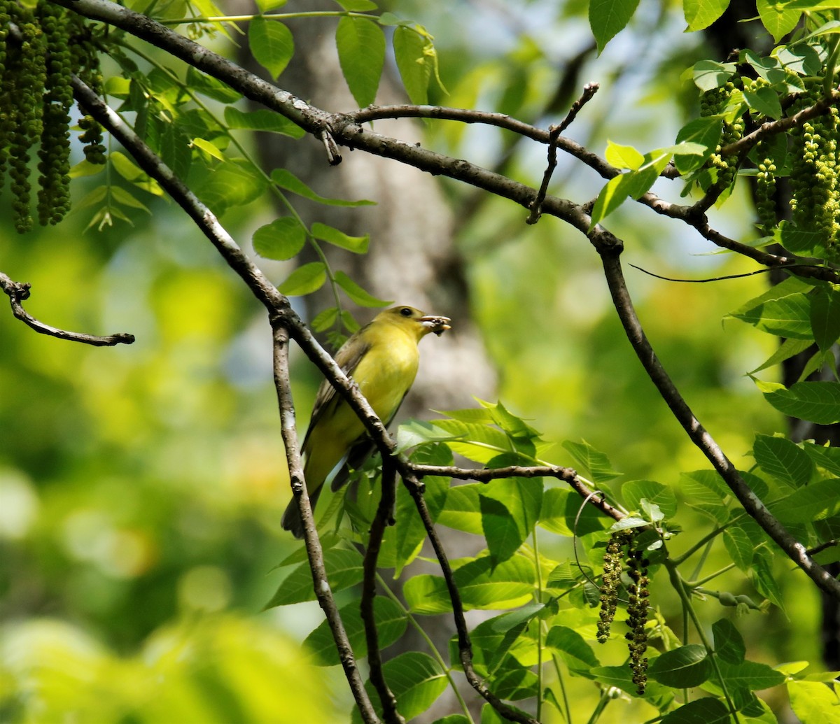 Summer Tanager - ML155157161