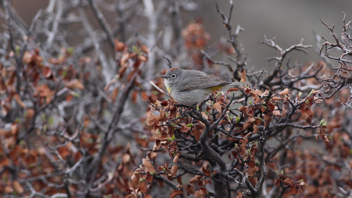 Virginia's Warbler - Eric Hynes