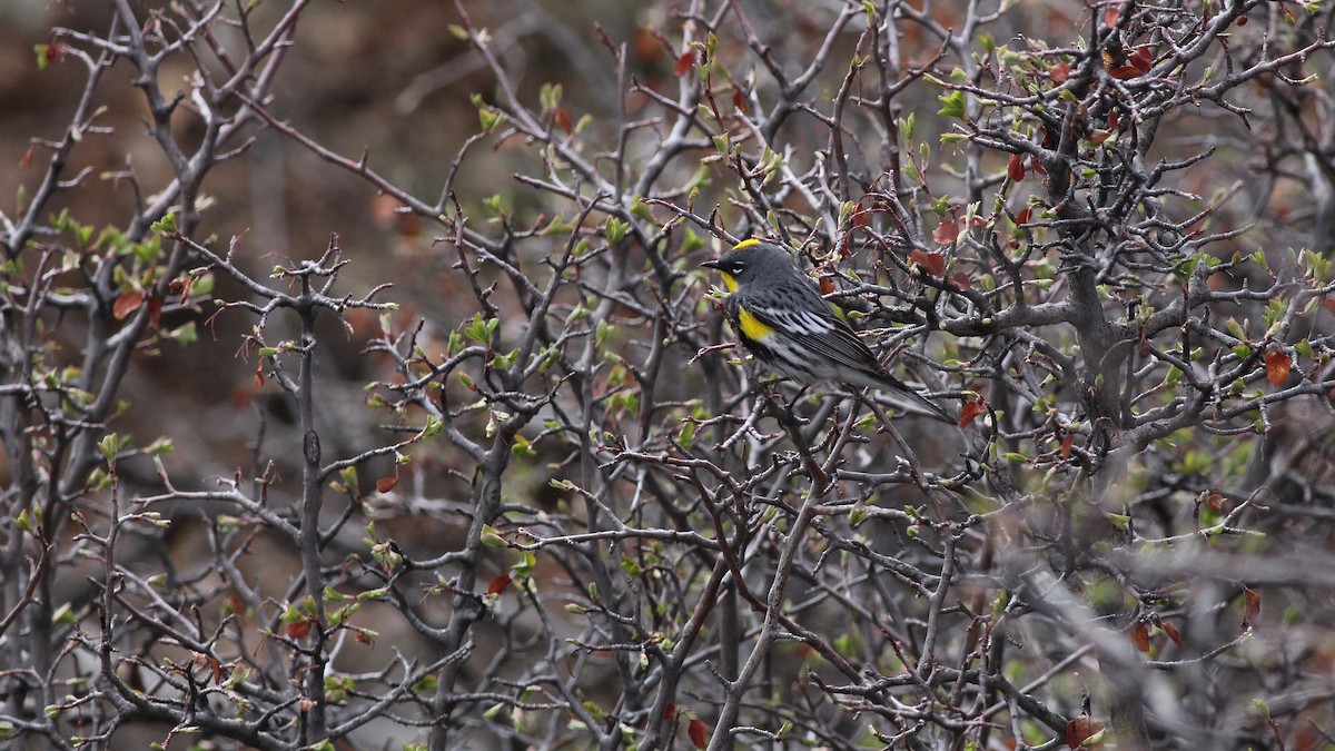 Yellow-rumped Warbler (Audubon's) - ML155158291