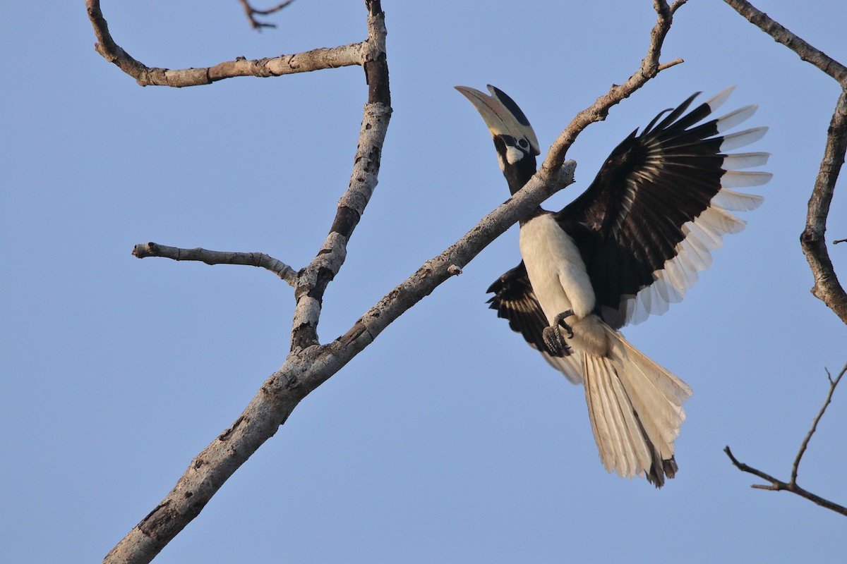 Malabar Pied-Hornbill - ML155158481