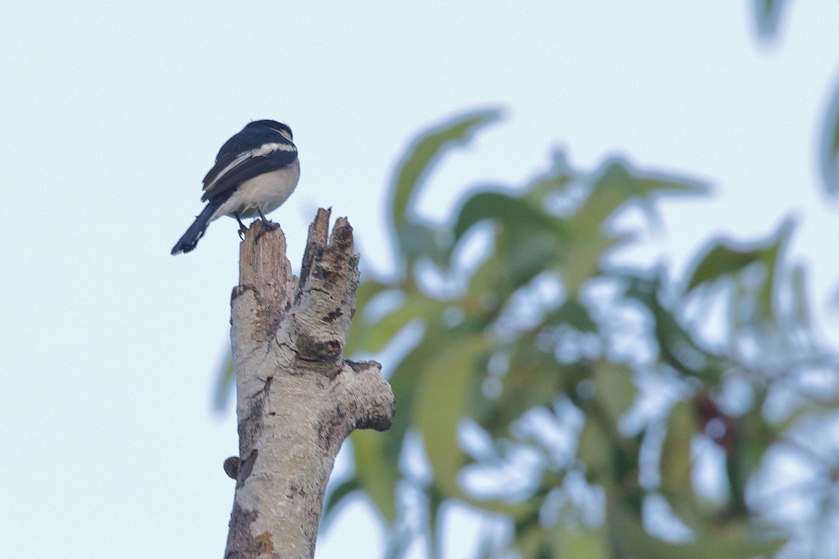 Bar-winged Flycatcher-shrike - ML155158761