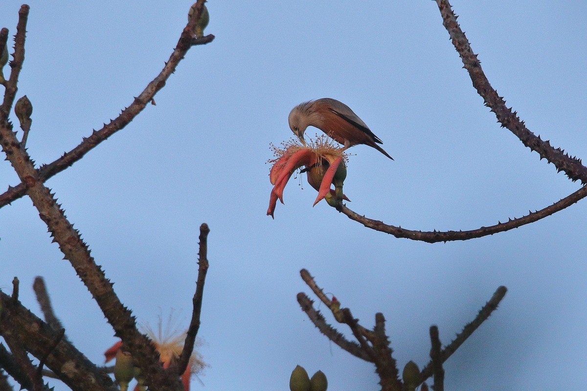 Malabar Starling - ML155159461