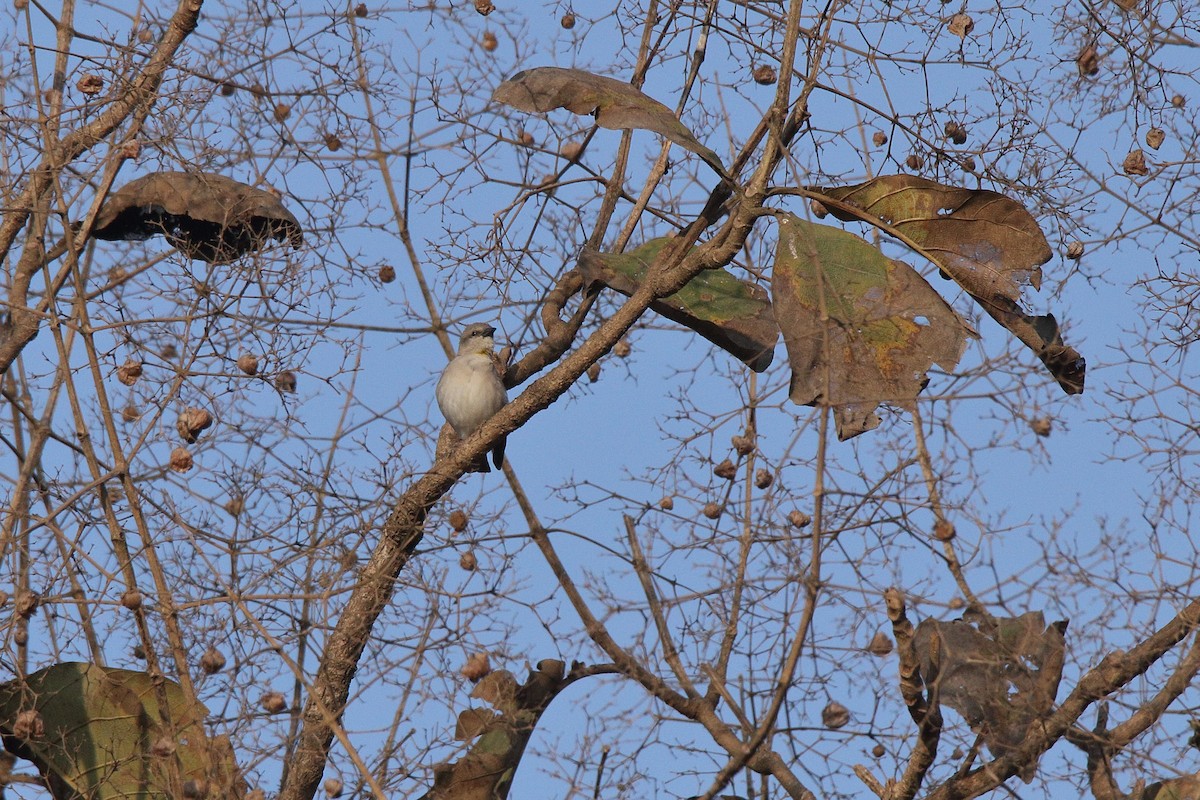 Yellow-throated Sparrow - ML155159831