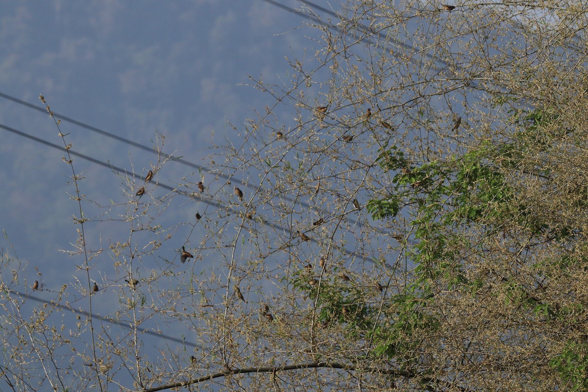 Black-throated Munia - ML155159971