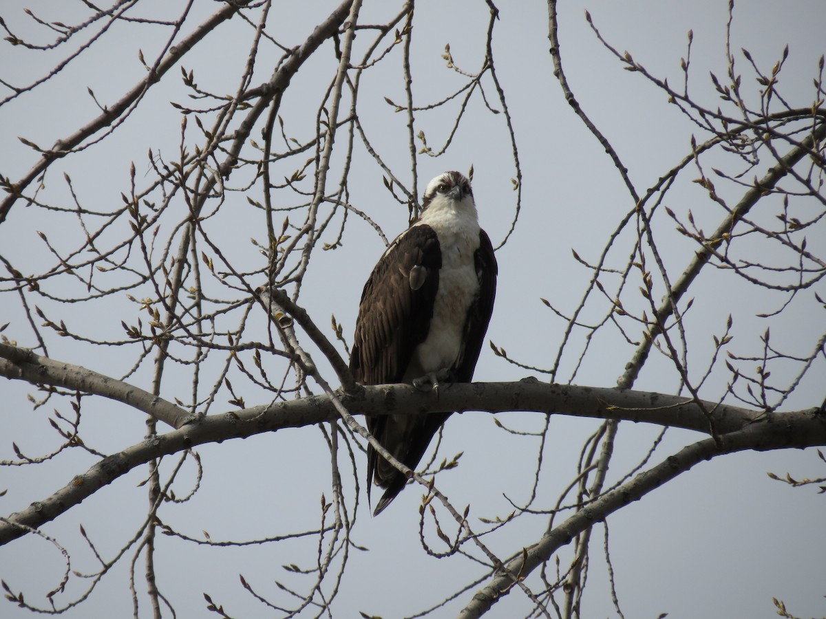 Osprey - Nicole Leblanc