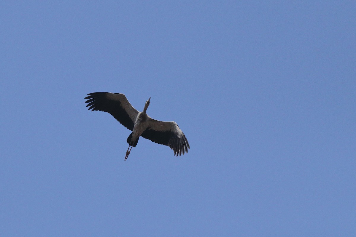 Asian Openbill - ML155162571