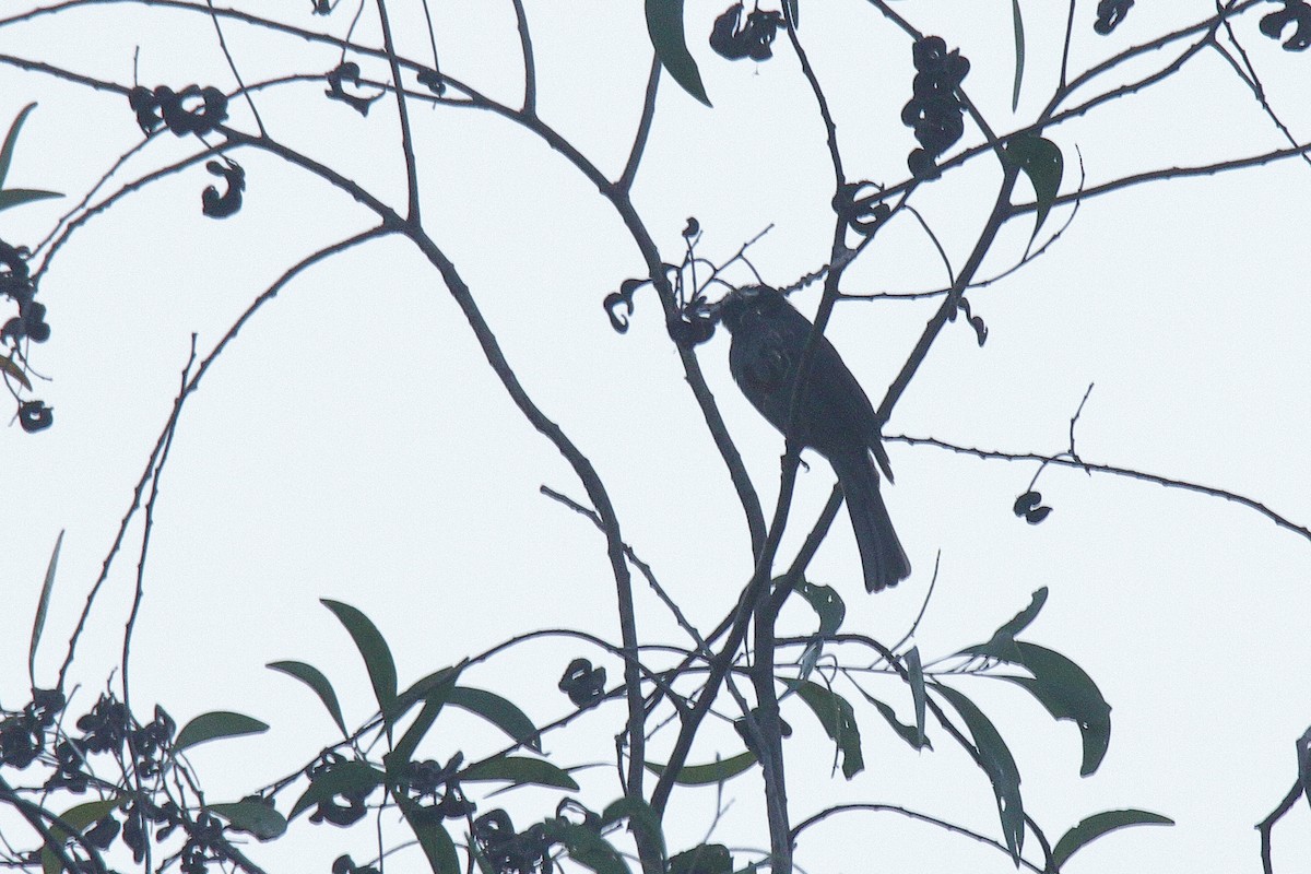 White-browed Bulbul - ML155162921